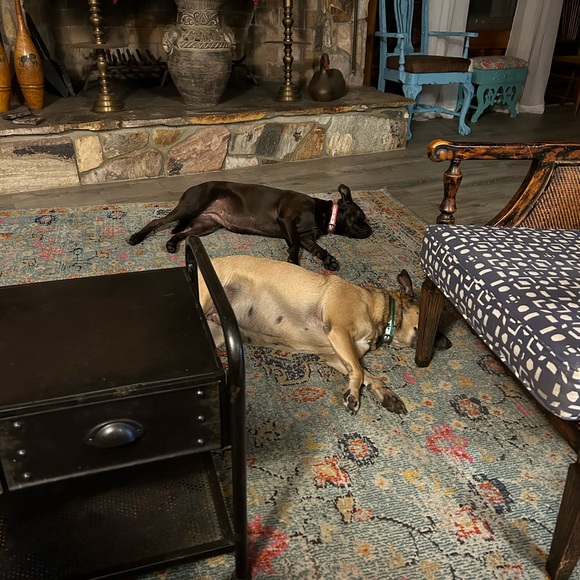 Meet your Posher, Cat - Picture 4 of 11